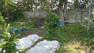 Каштан городчатый 1 июля в Ленинградской области