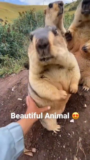Beautiful and Cute animal Marmot 😍 #wildlife #bigcatsindia
