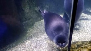 Байкальские нерпы