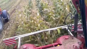 Уборка  кукурузы 2019 комбаин полесье 280 уэс