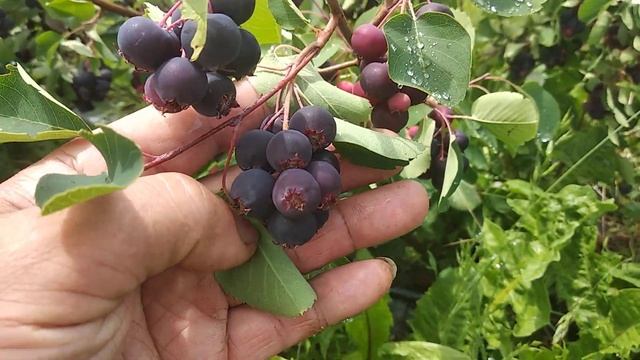 Канадська ірга Ханівуд, огляд сорту і врожайність у 2023р. смотреть онлайн