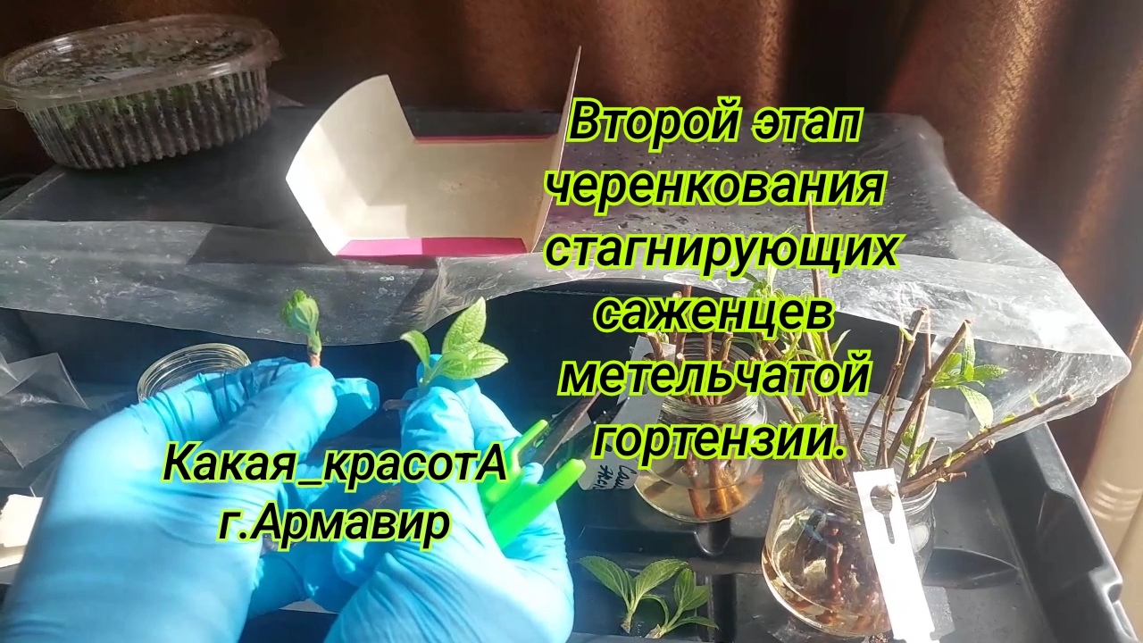 Второй этап черенкования стагнирущих саженцев метельчатой гортензии.04.03.25