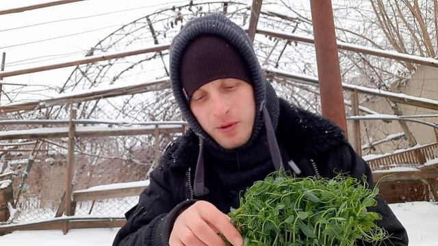 МИКРОЗЕЛЕНЬ(ГОРОХ) смотреть онлайн