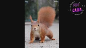 Развитие. Игры. ЖИВОТНЫЕ. Развивающие карточки. Мультики. Обучающие игры. Увлекательное обучение.