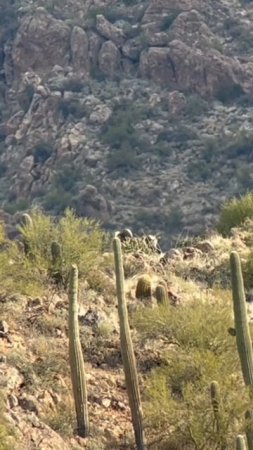 Desert Bighorn Ram Headed Out Over Ridge #Shorts