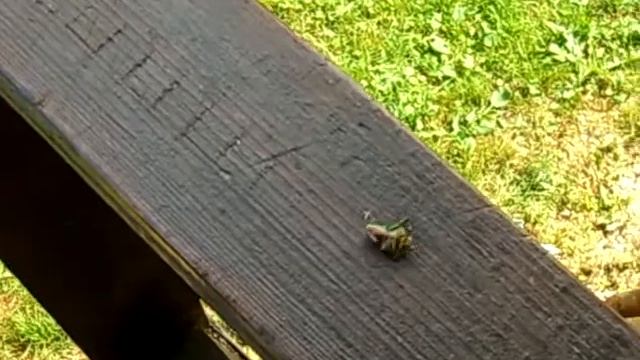 Майский жук смотреть онлайн