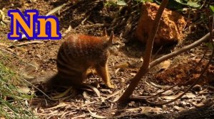 "Alphabet Animals" - ABC Animals Song for Kids | Learn animals, phonics and the alphabet