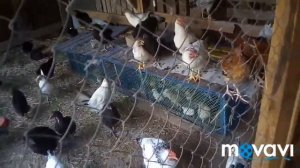 Сколько места нужно гусям? Переселяю гусей.