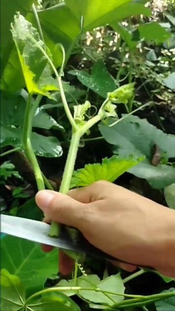 #satisfyingvideo #sound #amazingtowatch #provincelife #shots #youtubeshorts #amazing #youtubevideo смотреть онлайн