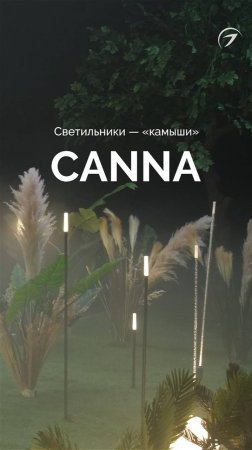 🌿 Свет как часть природы