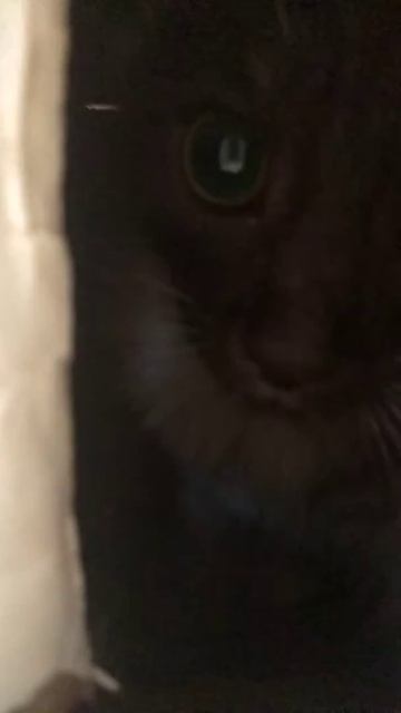 Заглядываем в кошачий домик смотреть онлайн