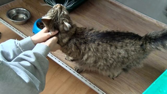 Героями выпуска рубрики «Ищу хозяина» стали Кисонька и Ник смотреть онлайн