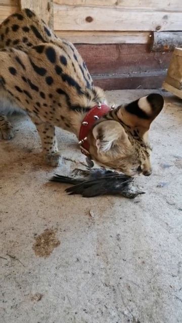 Сам поймал, принёс, съел смотреть онлайн