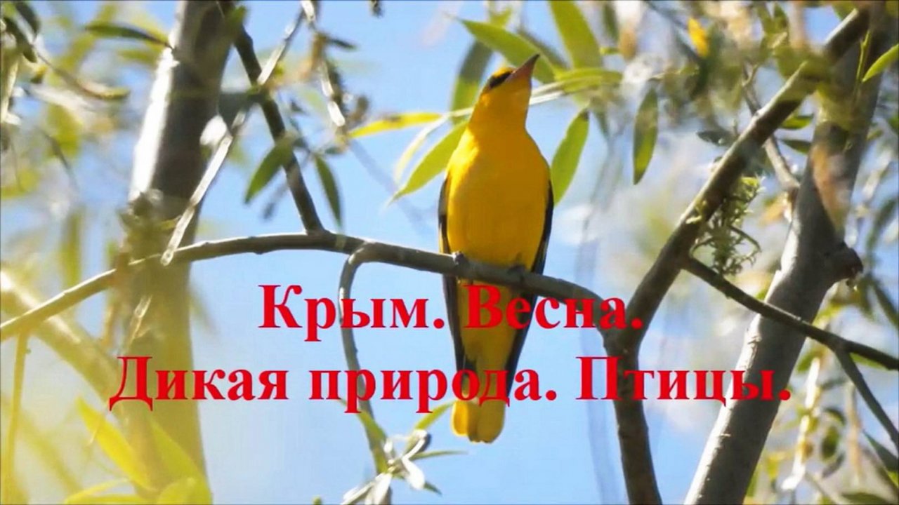 🌿 Крым, птицы весной.