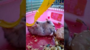 Как Джесси грызет лестнецу
