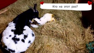 КАМЕРУНСКИЕ 🐐 КОЗЫ в частном хозяйстве - еще один ОКОЗ 🎉