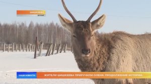 Жители Шишкеева приручили оленя. Продолжение истории.