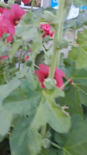 Мальва розовая смотреть онлайн