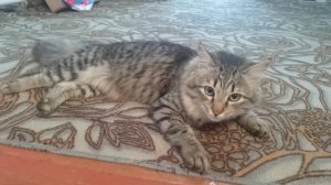 Кот наигрался устал и увалился отдыхать