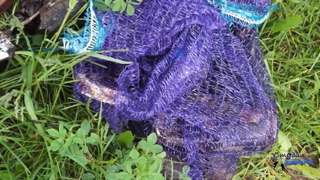 Предложение провести "Международный день очистки водоемов" в "Южном Тушино" у Западного моста 2024 г смотреть онлайн