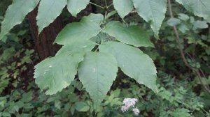 206. Ясень пенсильванский - Fraxinus pennsylvanica