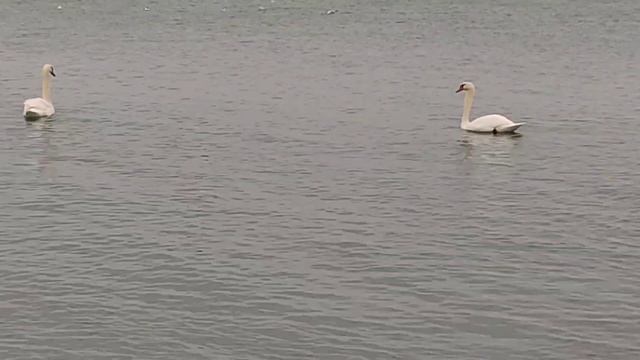 Уставшие лебеди. смотреть онлайн