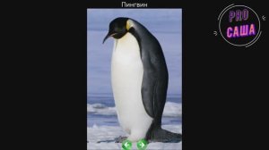 Развитие. Игры. ПТИЦЫ. Развивающие карточки. Мультики. Обучающие игры. Увлекательное обучение.