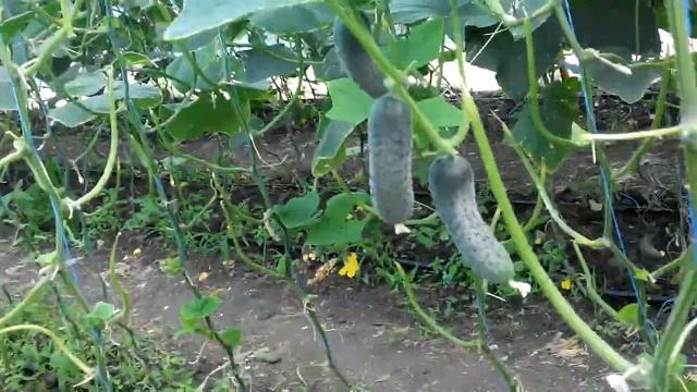 √98 бьемся ,,смертным боем,, с клещем!!! Пока он побеждает (( смотреть онлайн