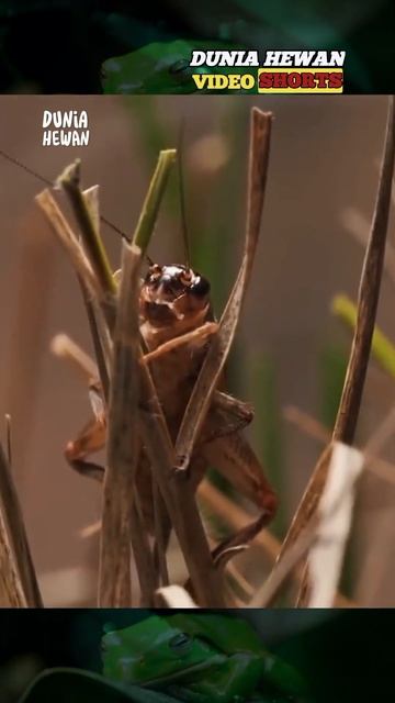 nematomorpha: cacing parasit musuh serangga di alam liar #youtubeshorts #duniabinatang смотреть онлайн