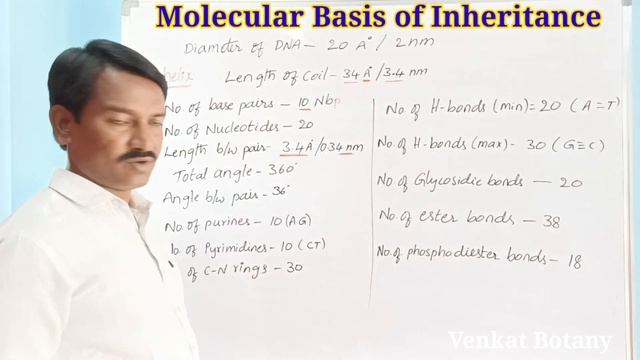 Molecular Basis of Inheritance | DNA helix | Molecular Biology