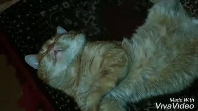 Хитрый рыжик) смотреть онлайн