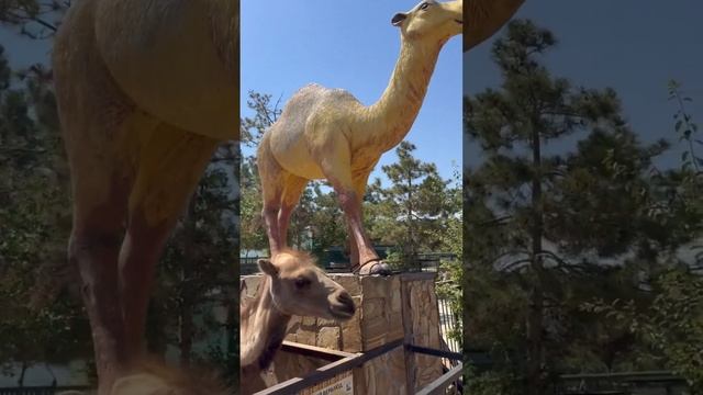 Навестим ЛАПУШКИНА! Парк львов ТАЙГАН #тайган #верблюд смотреть онлайн