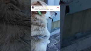 Сегодня передаю ваши приветы самой знаменитой собаке Батуми - псу Батону