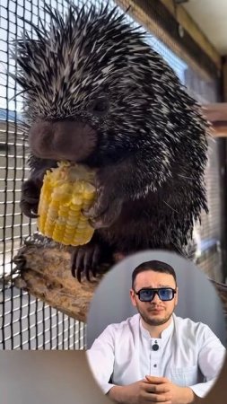 Дикобразы удивительны