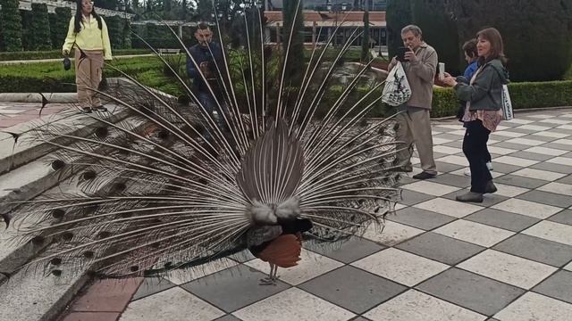 Тур "Испанская баллада", 4-ый день. Павлины в парке "Ретиро". смотреть онлайн