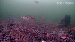 А сейчас на Белке Рак на мормышку — это реально!