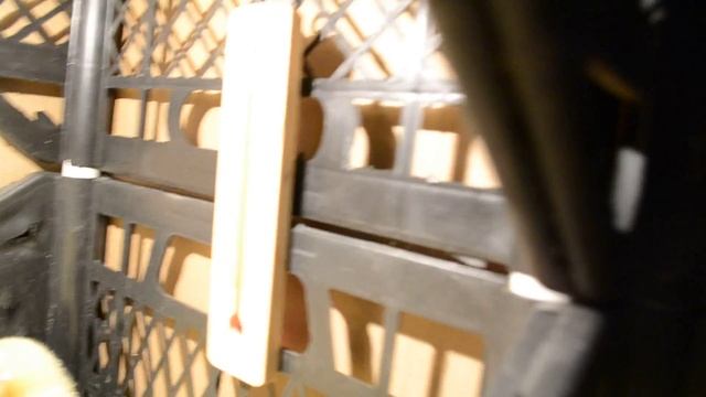 Выращивание бройлеров. День 1. Часть2 смотреть онлайн