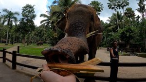 Парк слонов на Бали / Elephant Safari Park Lodge Bali. Индонезия.