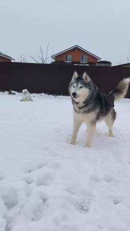 Джагеристическое кочевряжничество