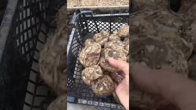 Каллы 11102020 смотреть онлайн