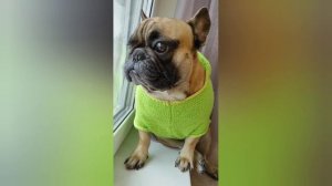 Особенности характера и поведения французского бульдога #французскийбульдог #бульдог #фактыособаках