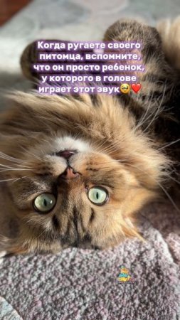 Не ругайте ваших питомцев!❤️ #котики #питомцы #милыекотики