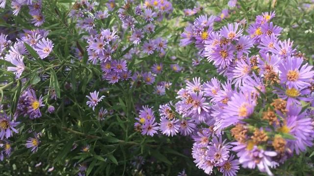 Syrphid flies and other pollinators on Symphyotrichum novae-angliae New England Aster
