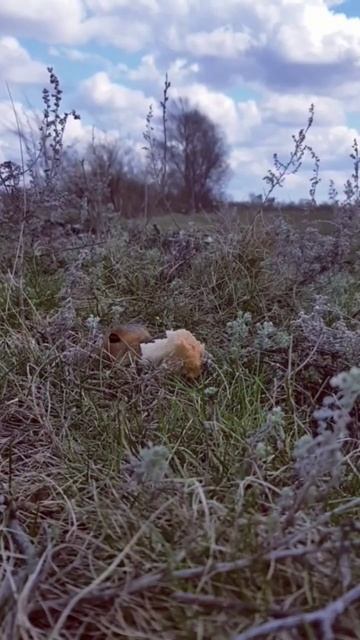 между паузами на рыбалке, можно и суслика заснять;) #суслик #хомяк #животное смотреть онлайн