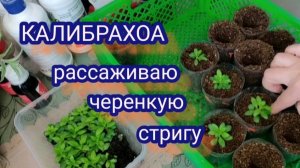 Калибрахоа. Рассаживаю укоренённые черенки. Стригу и укореняю.