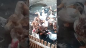 Ряска корм для уток гусей и другой птицы