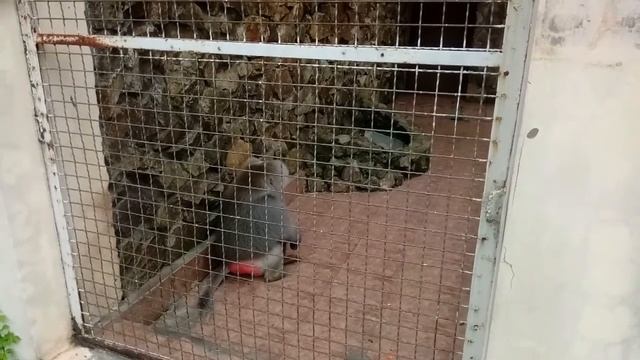 #ОТДЫХ В БАТУМИ 2022 | Rest in Batumi | Прогулка по парку 6 мая, в Батуми. смотреть онлайн