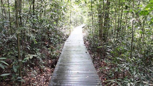 Звуки леса в Central Catchment Nature Reserves, Сингапур смотреть онлайн