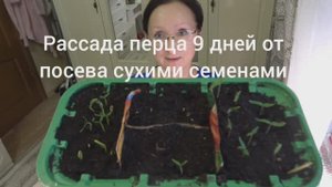 Хроника в городе. Начало марта 2025 года. Блины с селёдкой. Сею лобелию и нимезию.