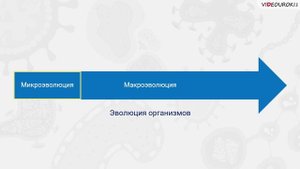 32. Образование видов ― микроэволюция. Макроэволюция